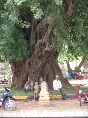Bodhi Baum in Phnom Penh, auf dem Tempelgelände des Wat Phnom.