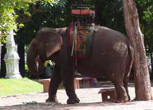 täglicher Rundgang um Phnom Penh mit dem Elefanten