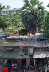 Zuckerpalme in Phnom Penh, eines der Wahrzeichen Kambodschas.
